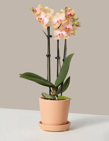 pale orange orchid