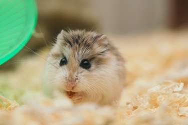 Brown and white hamster sitting on wood shavings
