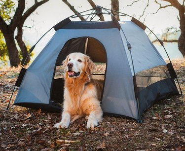 P.L.A.Y Outdoor Dog Tent