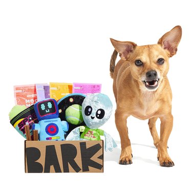 dog with box of toys and treats