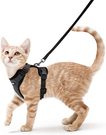 cat on leash with harness
