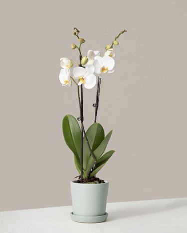 The Sill White Orchid