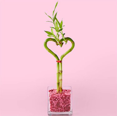 Proflowers valentine's day flower delivery