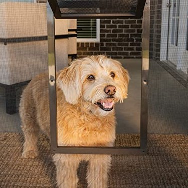 A small brown dog poking their head out in a pet screen door