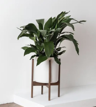 Cast Iron Plant in white pot on wood plant stand