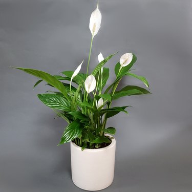 Peace Lily Plant in white planter