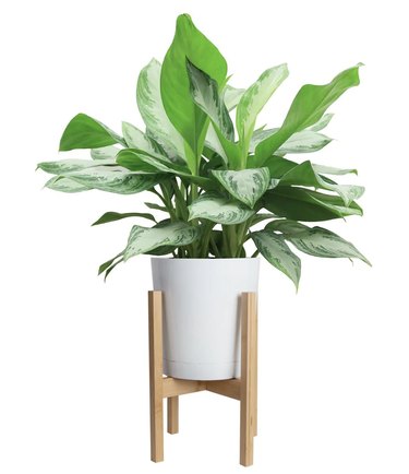 Chinese Evergreen in white planter on wood dowel legs