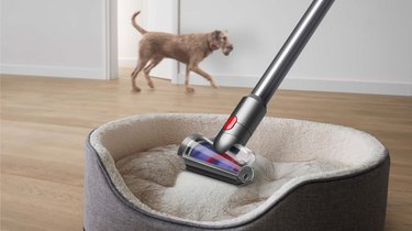 dyson vacuum with dog in background