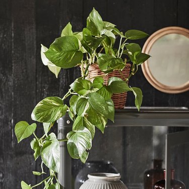 A plant in a woven pot with the leaves hanging over the sides in front of a dark wall.