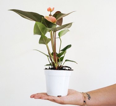 hand holding a plant in a white pot