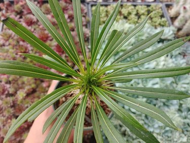 Madagascar Plant