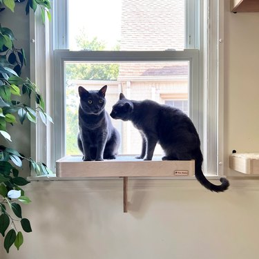 The Namu Cat Window Perch