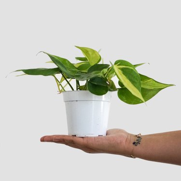 person holding plant in white container