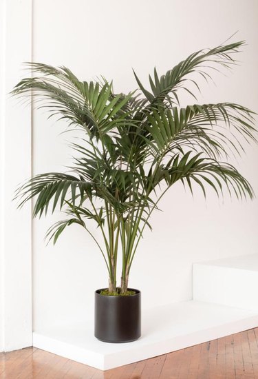Potted Kentia Palm