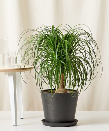 ponytail palm potted in black pot