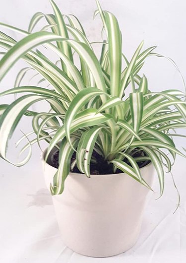potted Spider plant