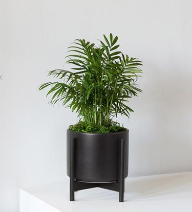 potted parlor palm