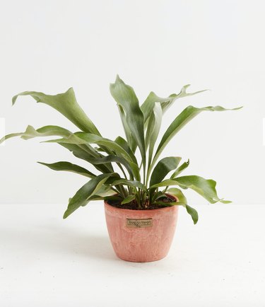 terracotta-potted staghorn