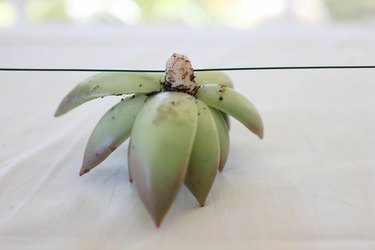 Floral wire inserted into succulent stem