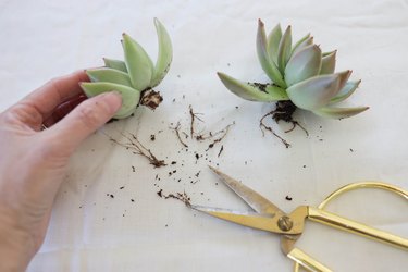 Roots and soil removed from two succulents