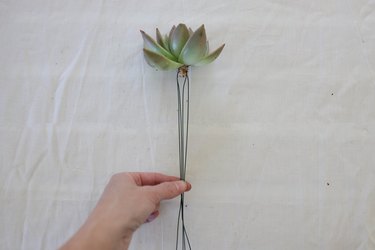 Pulling four wires underneath succulent