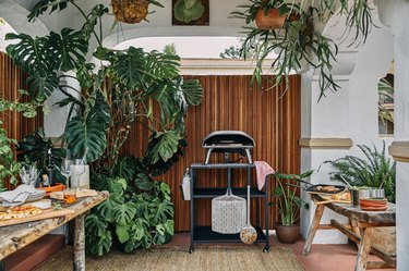 midcentury entertaining space with large montsera plant, hanging plants and snake plants