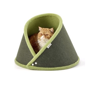 green cat tent