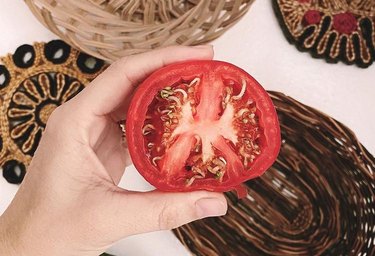 tomato with sprouts on inside