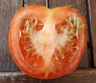 tomato half with sprouts growing inside