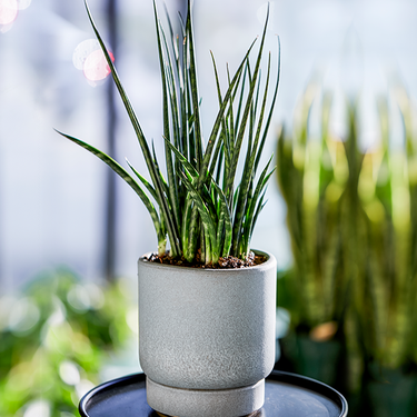 Round Tail Snake Plant