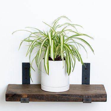 Spider Plant