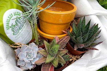 My Garden Box Succulents Monthly Subscription Box