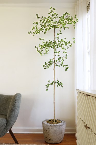 DIY faux Shady Lady black olive tree in a living room next to green chair