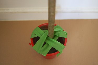 Tree branch set in cement inside a red plastic bucket and secured with green painter's tape