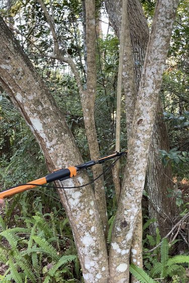 Cutting down a tree branch with a tree trimmer