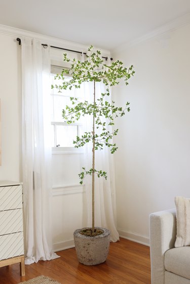 DIY faux shady lady black olive tree in front of living room window