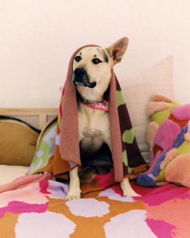 A large dog covered in a colorful blanket, sitting on a human bed featuring another colorful blanket with irregular shapes on it.
