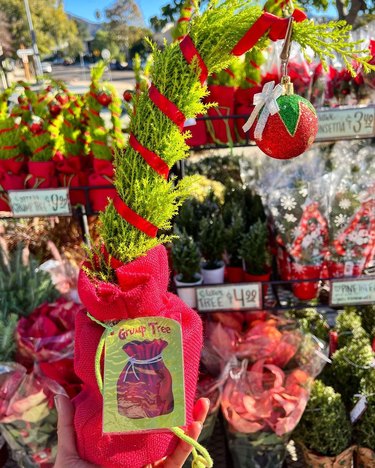 A Trader Joe's Grump Tree, which is a mini yellow-green tree that has a single red ornament at the top and appears to be about to topple over.