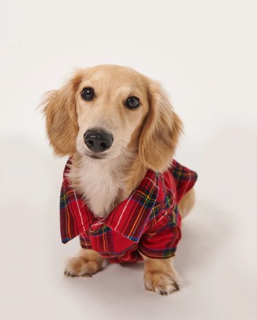 A&F Pet Flannel