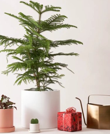 plants with wrapped gift