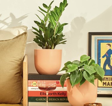 plants on table with books