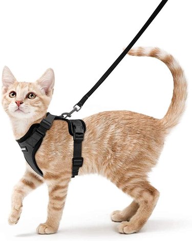 cat on leash