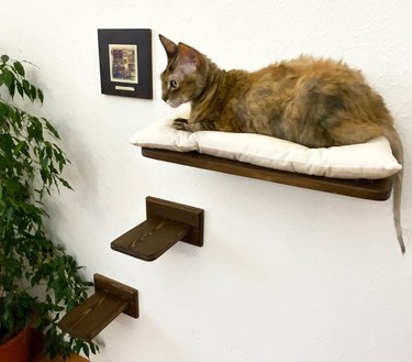 cat perch and steps