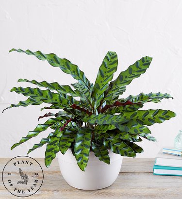 The Calathea Rattlesnake plant in a white vase on a light wooden table.