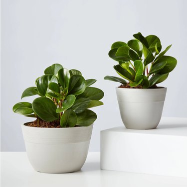 two baby rubber plants