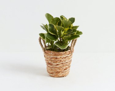 baby rubber plant in basket