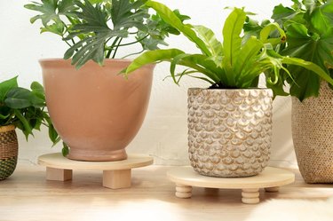 Houseplants on wood plant risers, with circle birch wood tops and toy wheel legs