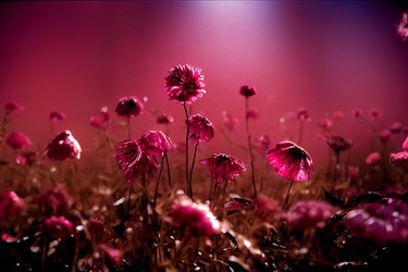 Magenta flowers in front of a magenta background.