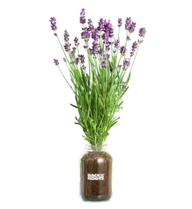 Organic lavender plant