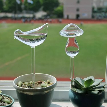 plant watering globes